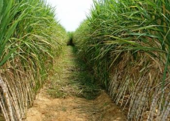 Bonde la Mto Kilombero hatarini