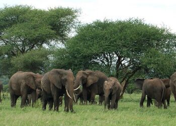 TAWA:Uharibifu wa mazingira unasababisha wanyamapori kukosa mwelekeo