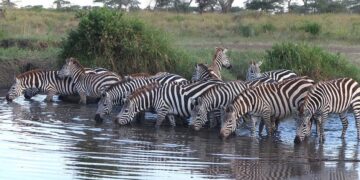 Ukame waua Tembo 205, Nyumbu 512