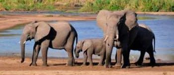 JET  yawataka waandishi wa habari kujikita katika uhifadhi wa maliasili,mapito ya wanyamapori(Shoroba)