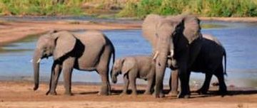 JET  yawataka waandishi wa habari kujikita katika uhifadhi wa maliasili,mapito ya wanyamapori(Shoroba)