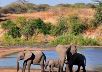JET  yawataka waandishi wa habari kujikita katika uhifadhi wa maliasili,mapito ya wanyamapori(Shoroba)