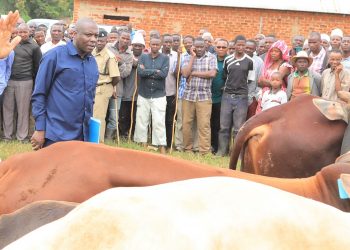 Wafugaji wapewa madume bora 366 ya ng’ombe kuboresha mifugo yao