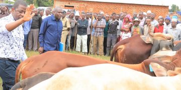 Wafugaji wapewa madume bora 366 ya ng’ombe kuboresha mifugo yao