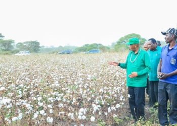 Kinana aingilia kati bei ya pamba,uvamizi wa tembo
