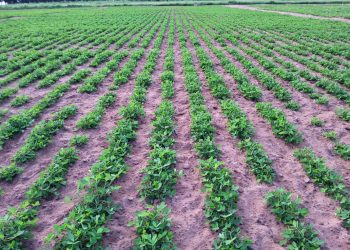 TARI yagundua mbegu mpya 16