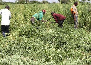 DCEA:Raia wa nchi jirani wanafadhili kilimo cha bangi Mara,yakamata tani 7.8