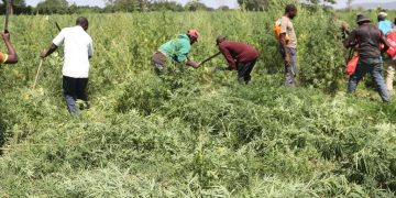 DCEA:Raia wa nchi jirani wanafadhili kilimo cha bangi Mara,yakamata tani 7.8