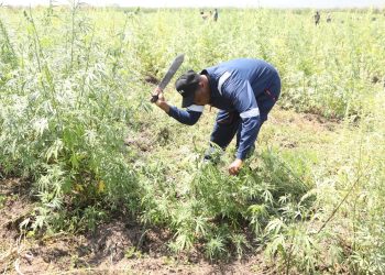 DCEA:Raia wa nchi jirani wanafadhili kilimo cha bangi Mara,yakamata tani 7.8