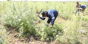 DCEA:Raia wa nchi jirani wanafadhili kilimo cha bangi Mara,yakamata tani 7.8
