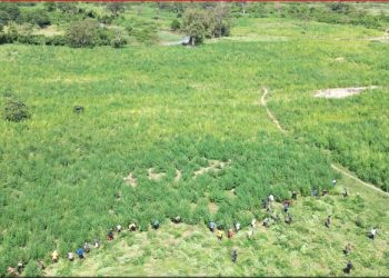 Operesheni ya DCEA yasaidia wanakijiji kukataa kilimo cha bangi Tarime