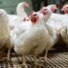 Kuelekea Dira ya Maendeleo 2050,Kuku wa nyama kuuzwa kwa uzito(kilo),’wafugaji wanukia utajiri’